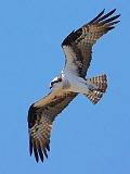 Osprey In Flight_DSCF00569